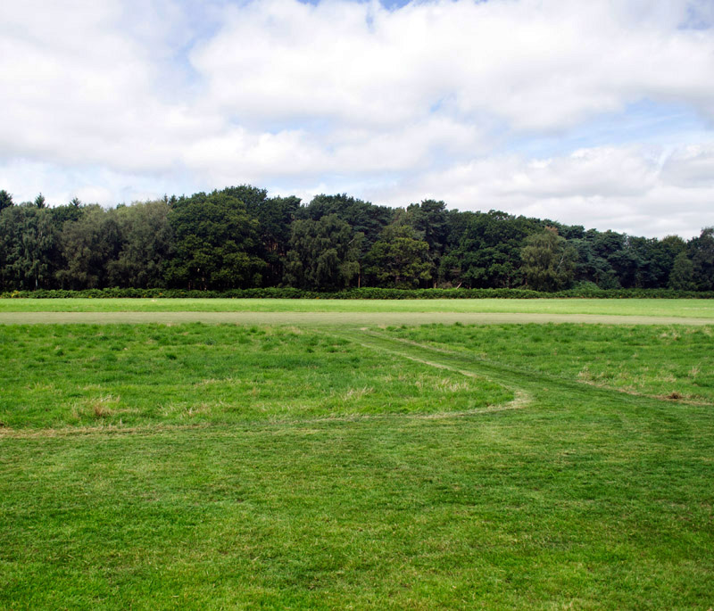 banks_lane grass